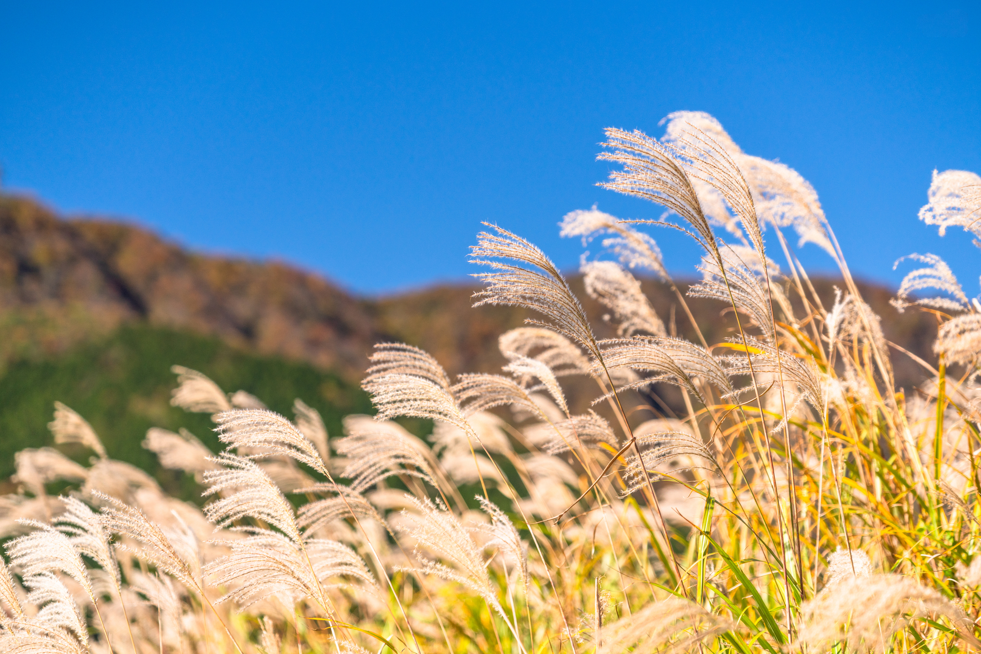 美しいススキ畑