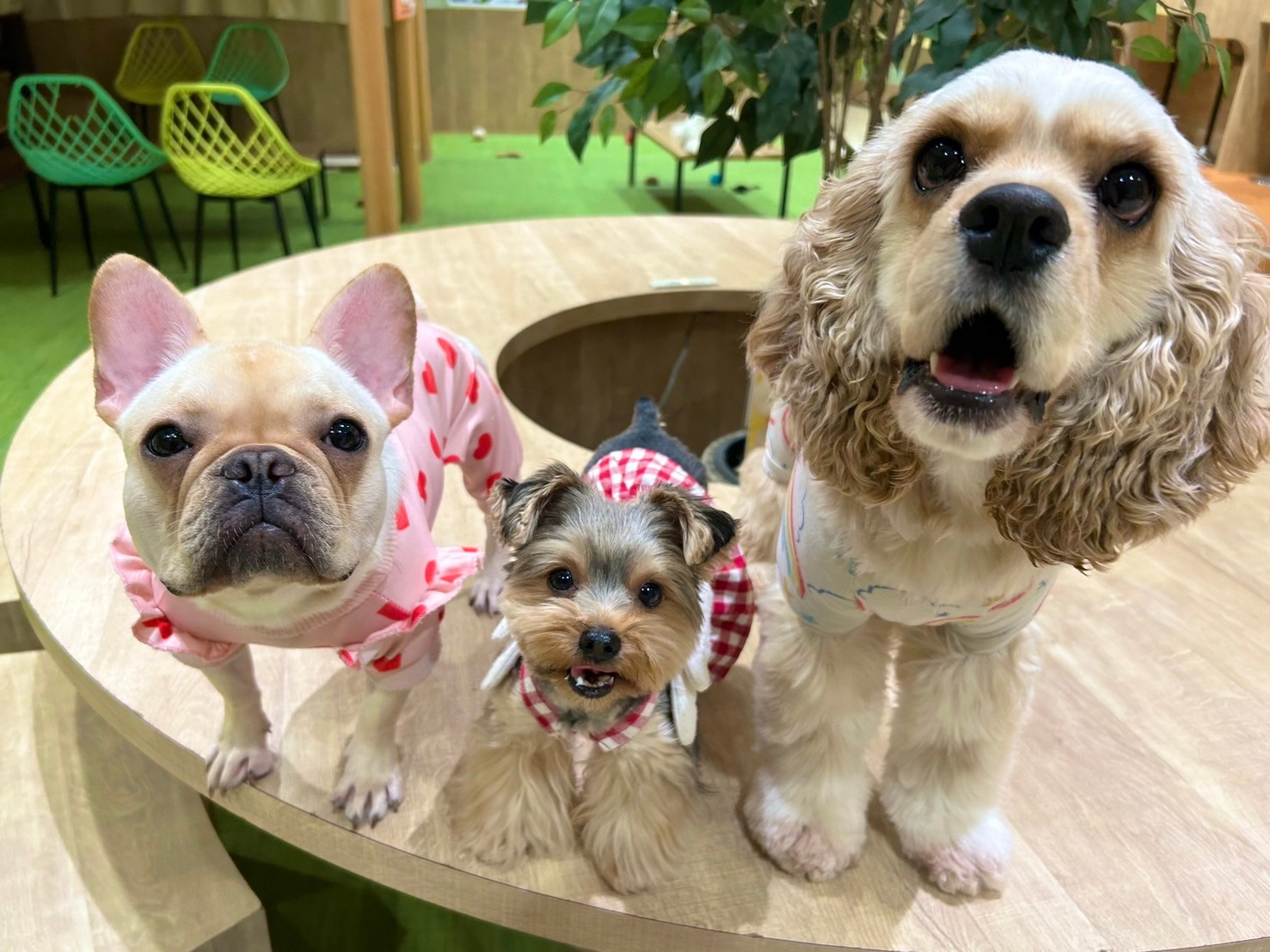 いぬカフェRio 鎌倉小町通り店