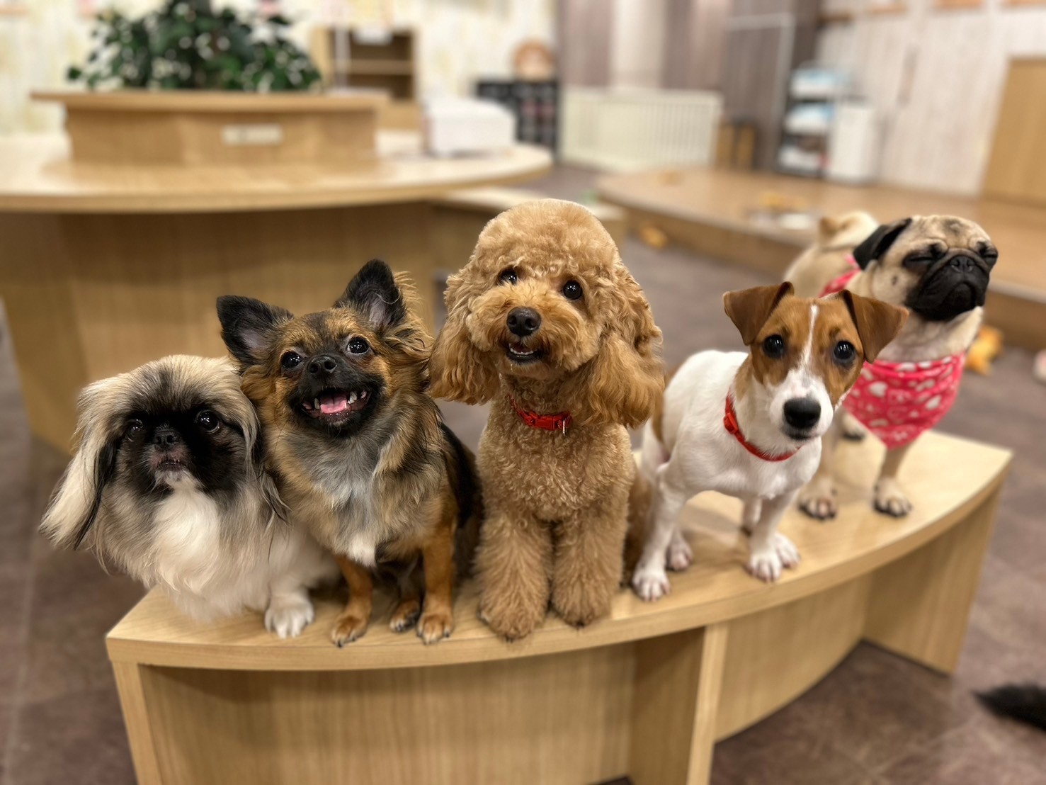 いぬカフェRio 吉祥寺店