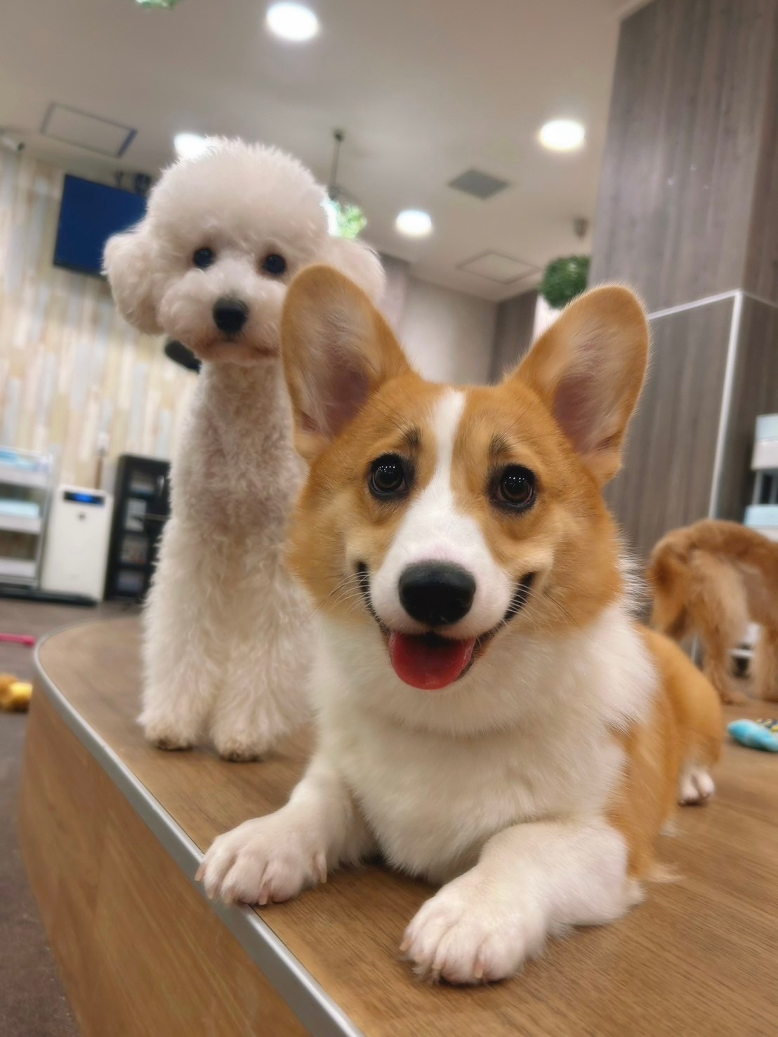 いぬカフェRio ゆめタウン佐賀店