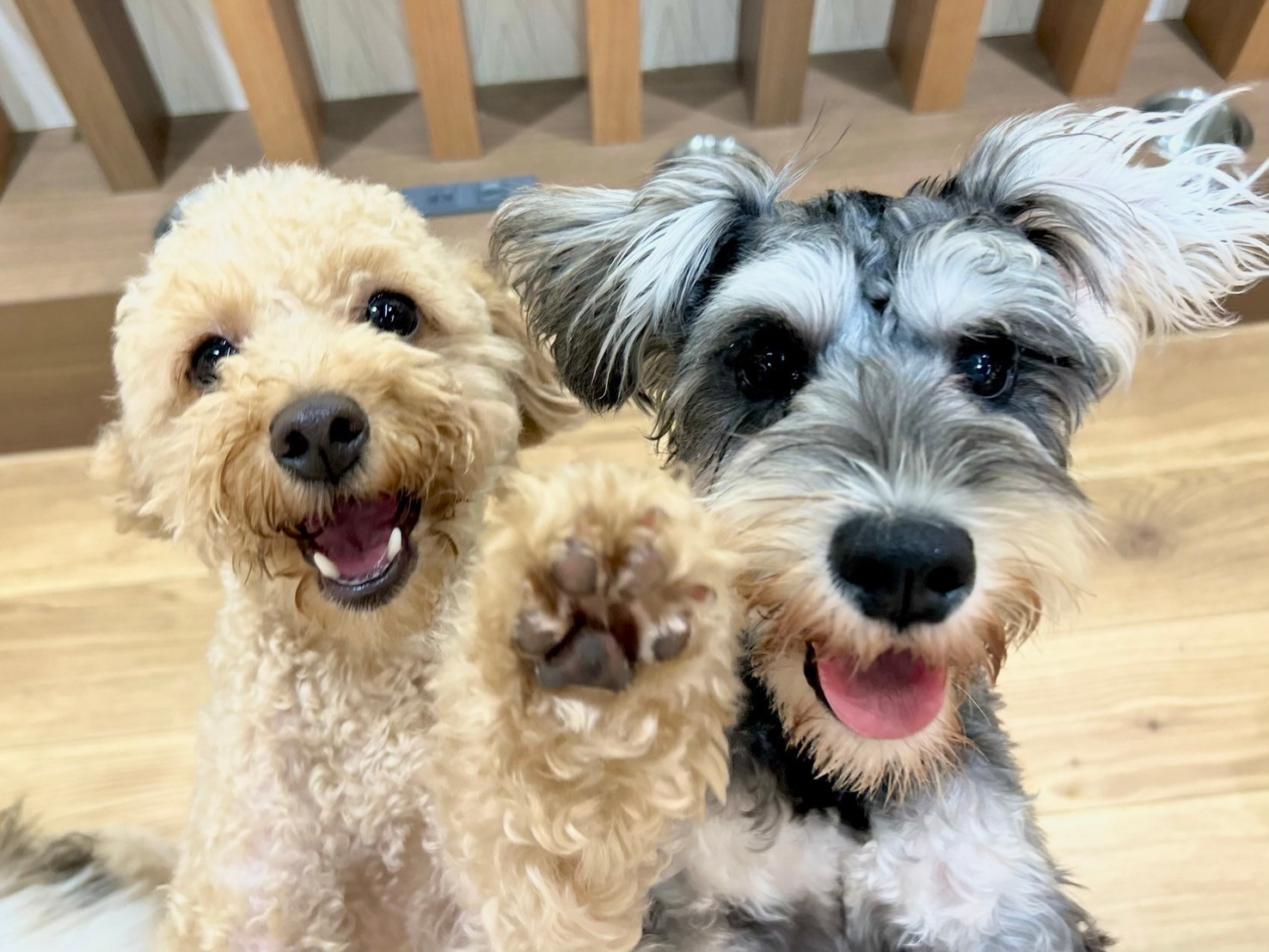 いぬカフェRio 下北沢店