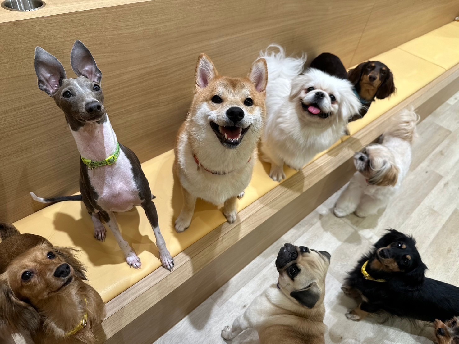 いぬカフェRio 新宿店