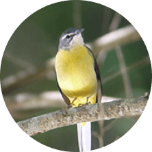 鳥のさえずりのイメージ画像