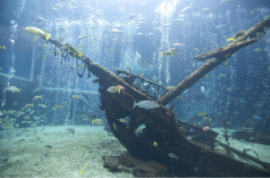 【最大300円OFF】箱根園水族館・入場料割引チケットプランの様子がわかるメイン写真