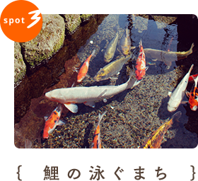鯉の泳ぐまち