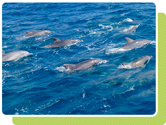 長崎・加津佐町・イルカウォッチング80分ツアー