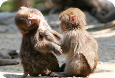 高崎山自然動物園
