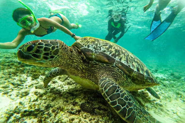 【セブ島】ジンベエザメ＆ウミガメシュノーケリング