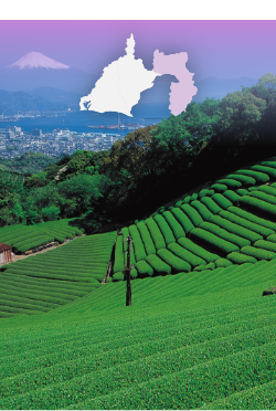 東部・伊豆エリア