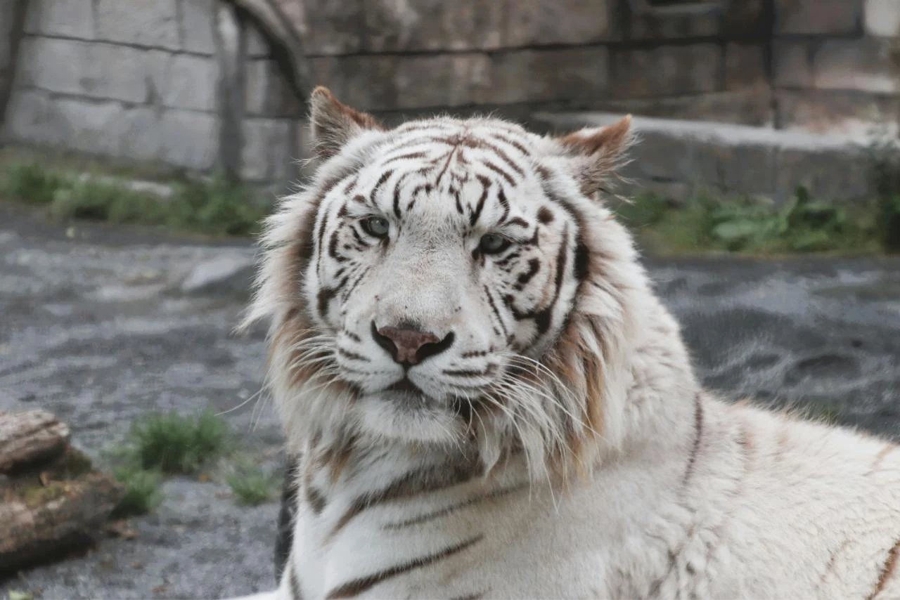 東武動物公園のホワイトタイガー